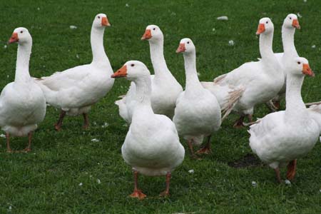 Gänse 10.2006